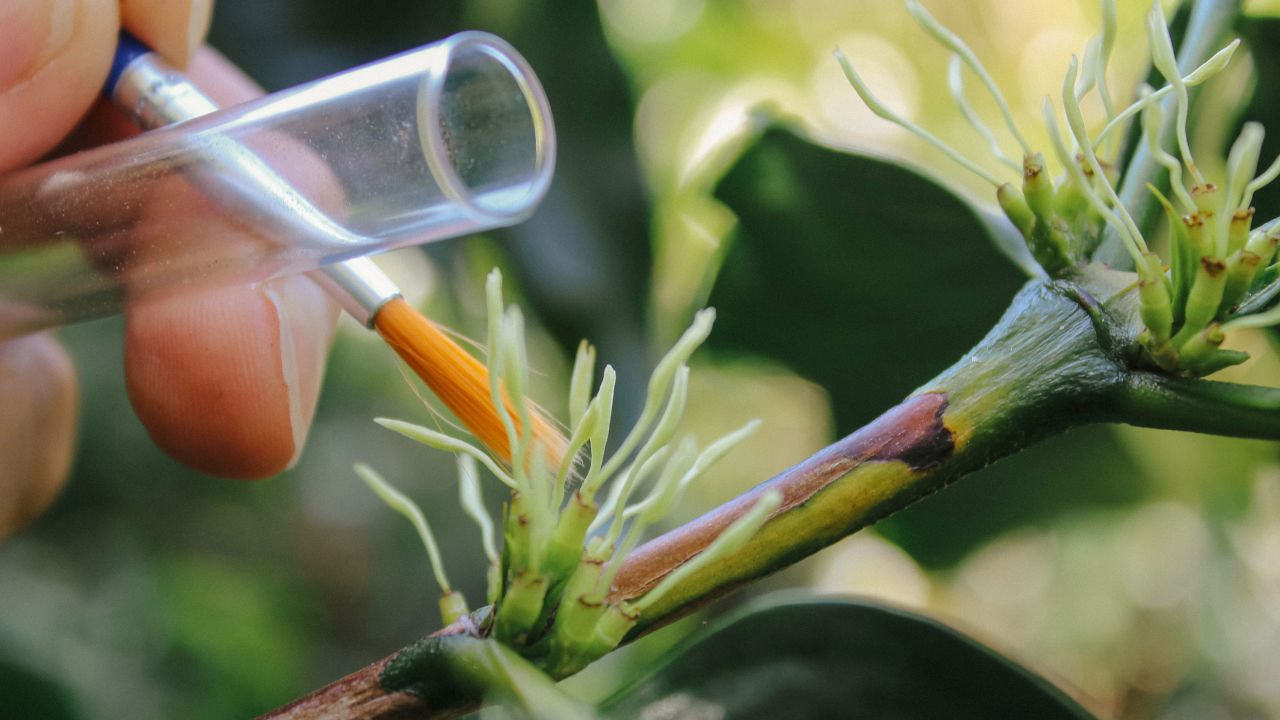 Starbucks has been working on developing new coffee varietals.